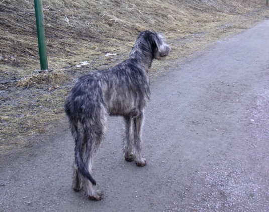 ronja2.jpg